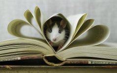 cute-pet-rats-18__880.jpg cute-pet-rats-18__880.jpg